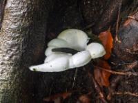 Eigenartiges weißes Gewächs, vermutlich ein Pilz - Plitvice NP